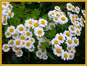 imgp2882-copie-avec-cadre